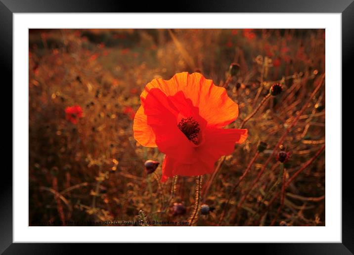 sunlit poppy  Framed Mounted Print by Simon Johnson