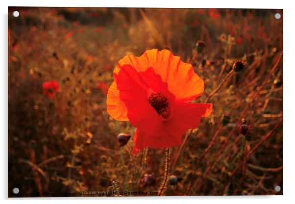 sunlit poppy  Acrylic by Simon Johnson