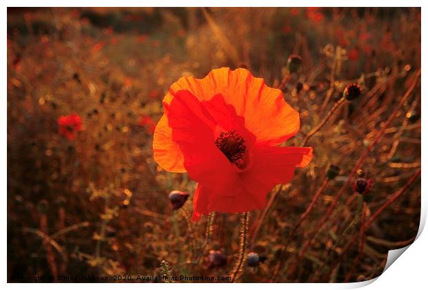 sunlit poppy  Print by Simon Johnson