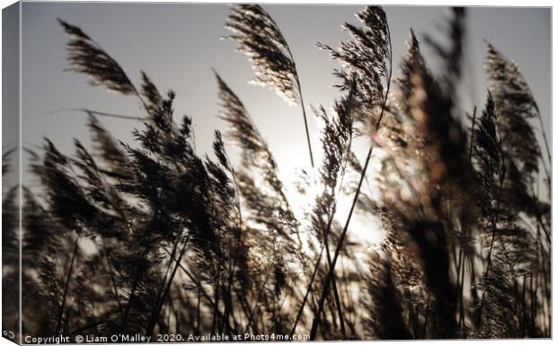 Sunlight through the rushes at Parkgate, Wirral Canvas Print by Liam Neon