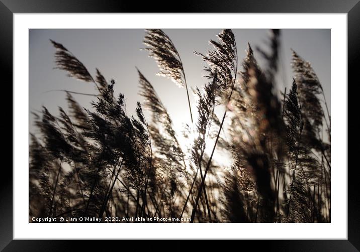 Sunlight through the rushes at Parkgate, Wirral Framed Mounted Print by Liam Neon