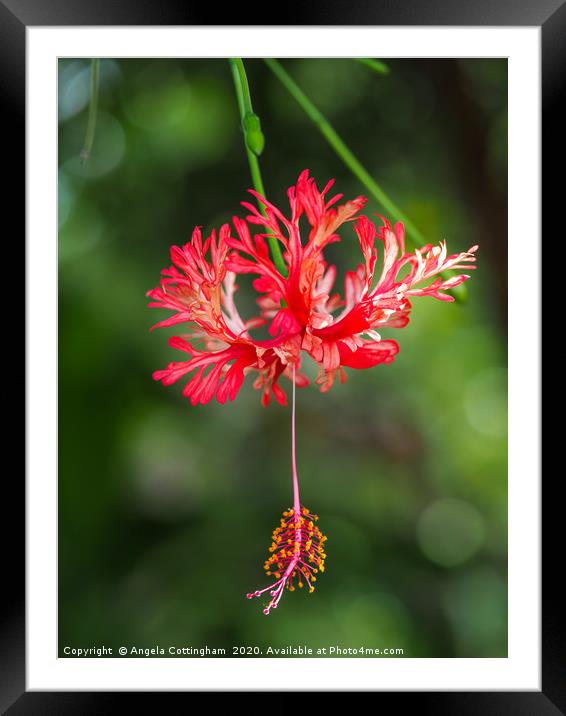 Hanging Hibiscus Framed Mounted Print by Angela Cottingham