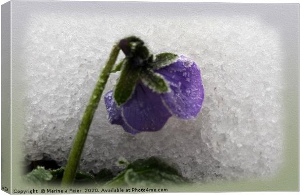 Pansy in snow Canvas Print by Marinela Feier