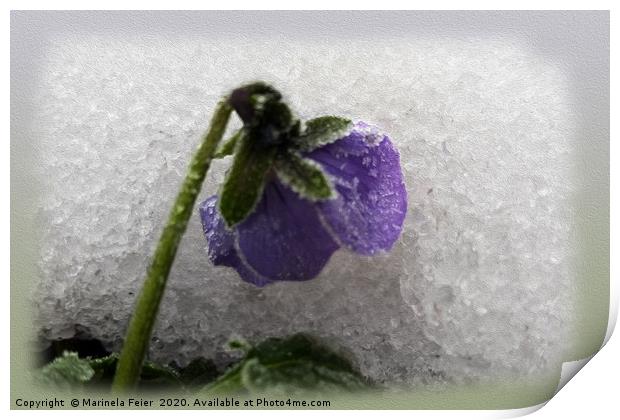 Pansy in snow Print by Marinela Feier