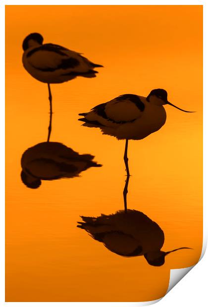 Two Pied Avocets at Sunset Print by Arterra 