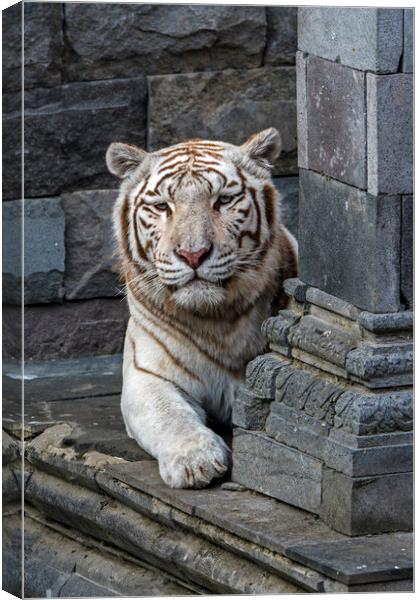 White Tiger in Temple Canvas Print by Arterra 