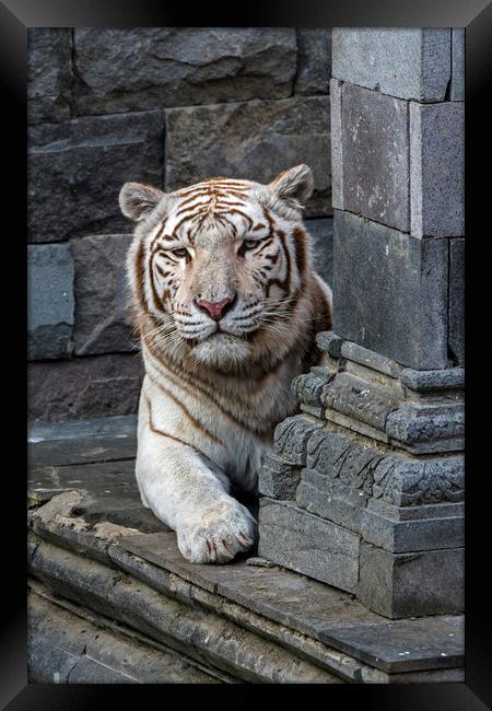 White Tiger in Temple Framed Print by Arterra 