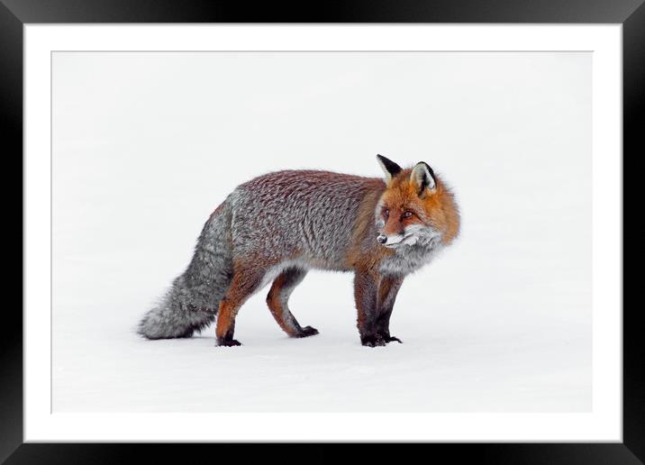 Red Fox in Winter Framed Mounted Print by Arterra 