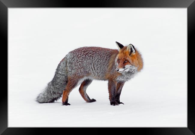 Red Fox in Winter Framed Print by Arterra 