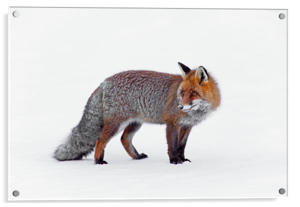 Red Fox in Winter Acrylic by Arterra 