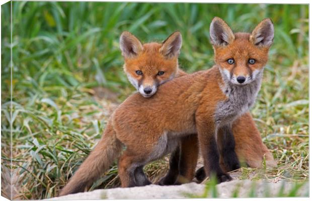 Two Red Fox Kits Canvas Print by Arterra 