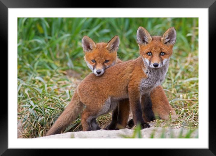 Two Red Fox Kits Framed Mounted Print by Arterra 