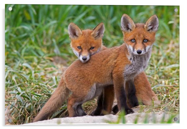 Two Red Fox Kits Acrylic by Arterra 