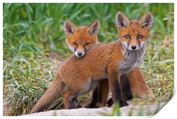 Two Red Fox Kits Print by Arterra 