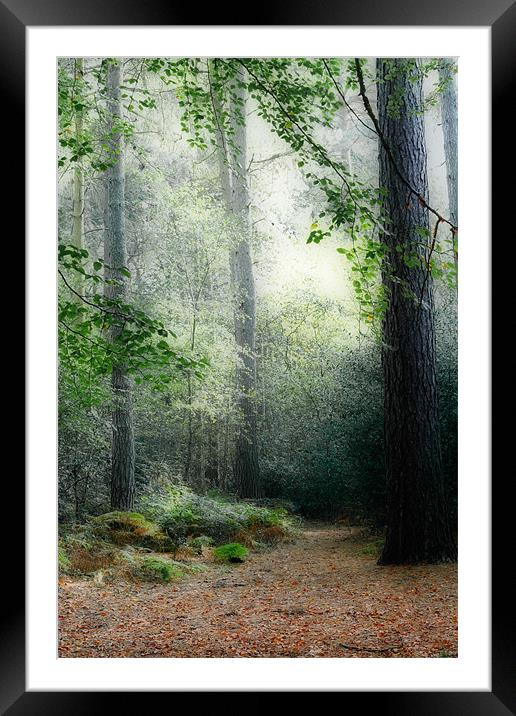 Faerie Forest Framed Mounted Print by Ann Garrett
