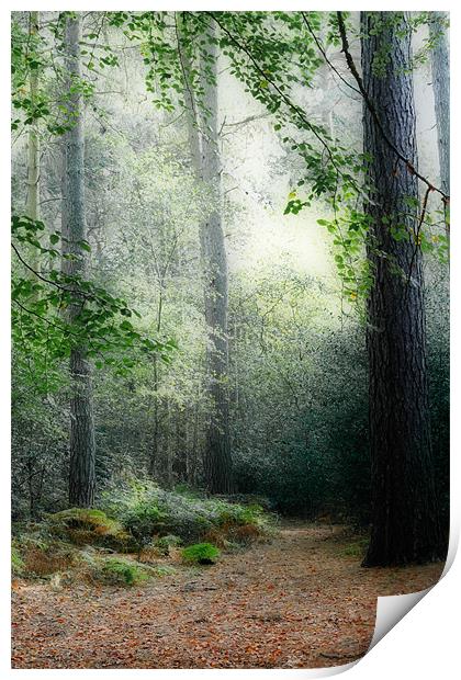 Faerie Forest Print by Ann Garrett
