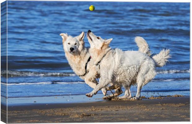 Two Berger Blanc Suisse Dogs on the Beach Canvas Print by Arterra 