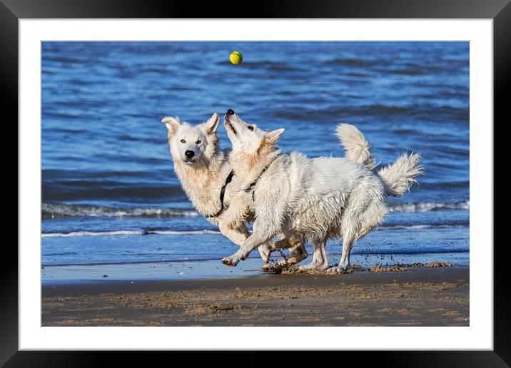 Two Berger Blanc Suisse Dogs on the Beach Framed Mounted Print by Arterra 