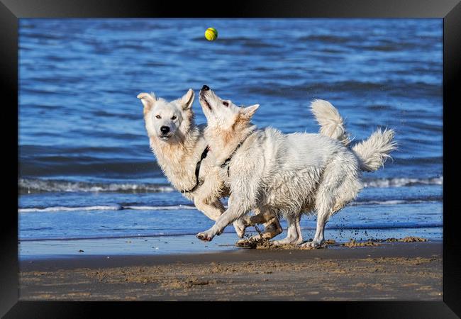 Two Berger Blanc Suisse Dogs on the Beach Framed Print by Arterra 