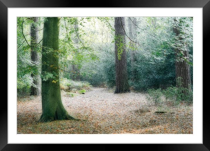 Forest Walk Framed Mounted Print by Ann Garrett