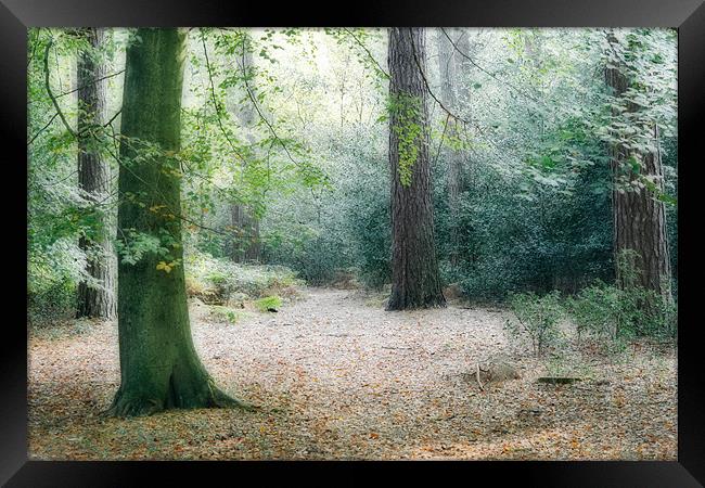 Forest Walk Framed Print by Ann Garrett
