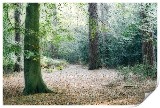 Forest Walk Print by Ann Garrett