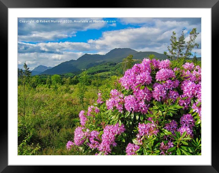 Rhododendrons on West Highland Way Framed Mounted Print by Robert Murray