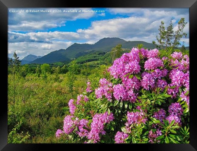 Rhododendrons on West Highland Way Framed Print by Robert Murray