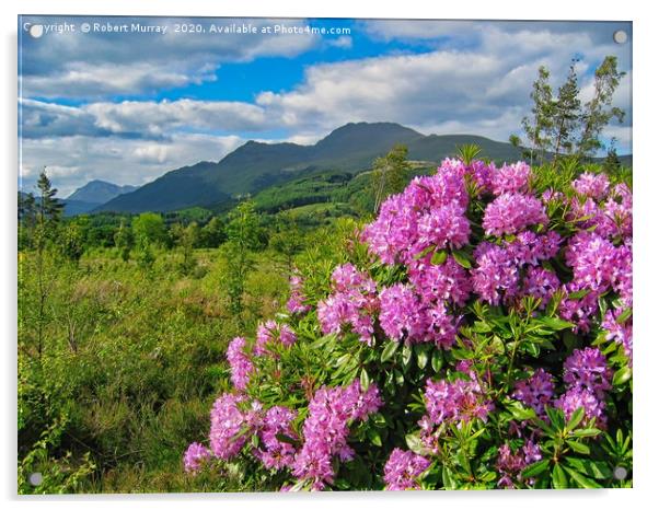 Rhododendrons on West Highland Way Acrylic by Robert Murray