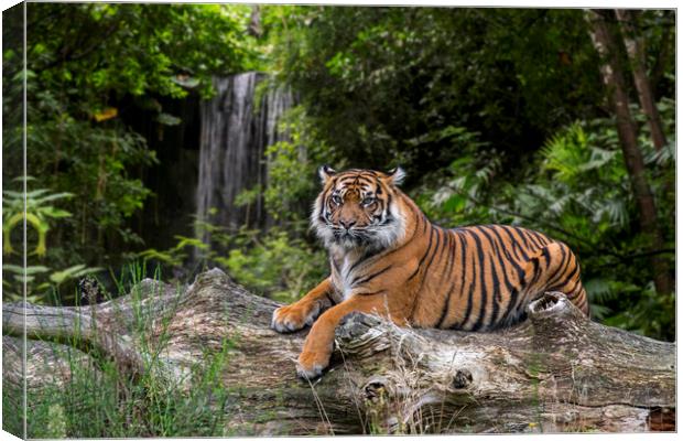 Sumatran Tiger and Waterfall Canvas Print by Arterra 