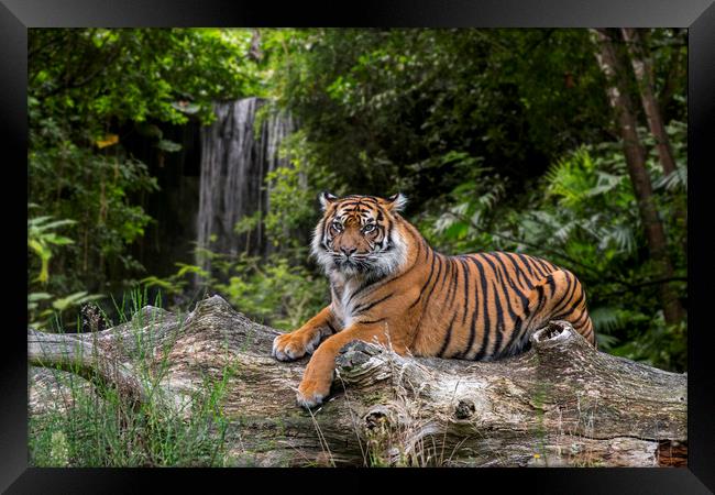 Sumatran Tiger and Waterfall Framed Print by Arterra 
