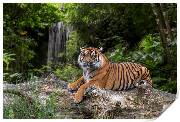 Sumatran Tiger and Waterfall Print by Arterra 