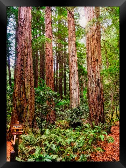Cathedral Grove in Muir Woods Framed Print by Darryl Brooks
