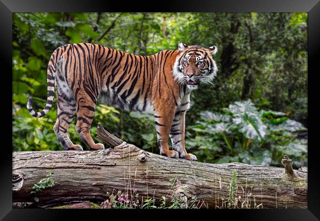 Sumatran Tiger Framed Print by Arterra 