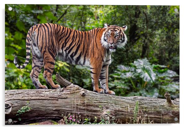 Sumatran Tiger Acrylic by Arterra 