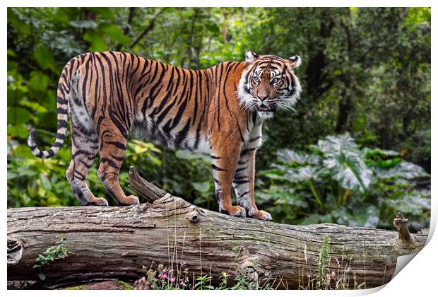Sumatran Tiger Print by Arterra 