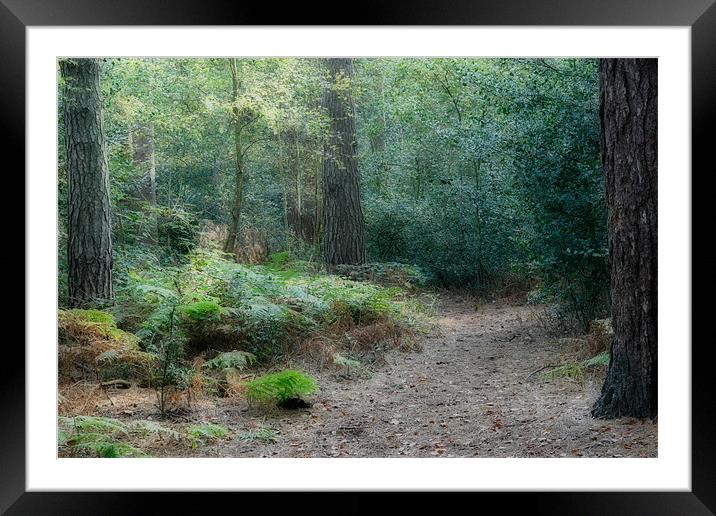 Forest Path Framed Mounted Print by Ann Garrett