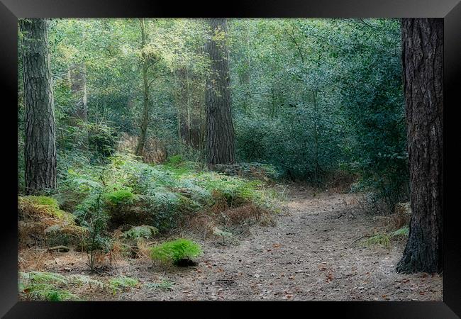Forest Path Framed Print by Ann Garrett