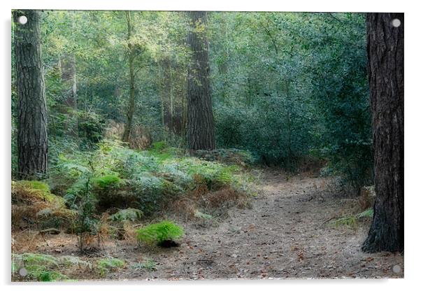 Forest Path Acrylic by Ann Garrett