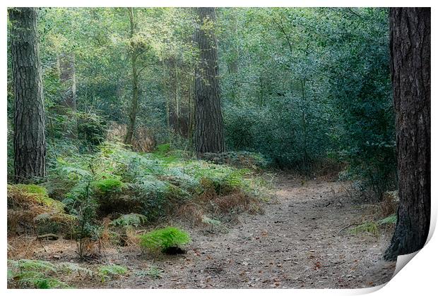 Forest Path Print by Ann Garrett