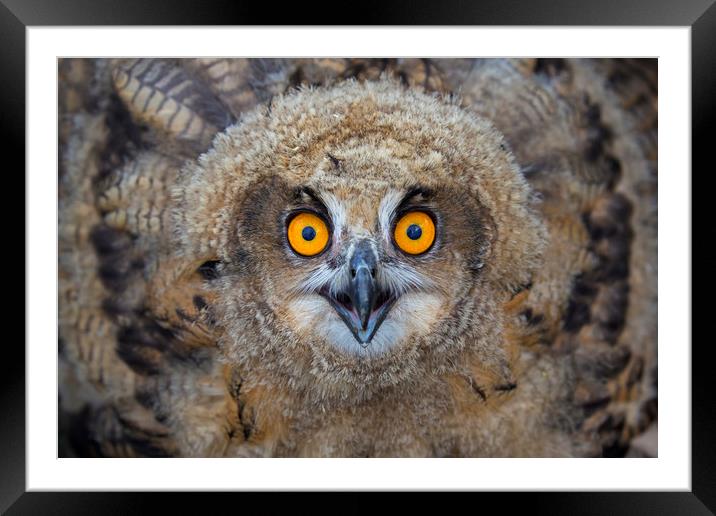 Young European Eagle Owl  Framed Mounted Print by Arterra 