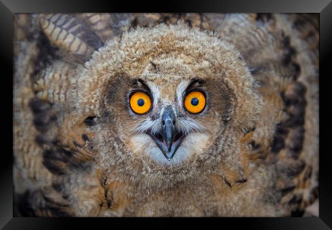 Young European Eagle Owl  Framed Print by Arterra 
