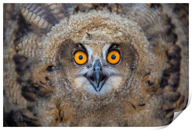 Young European Eagle Owl  Print by Arterra 