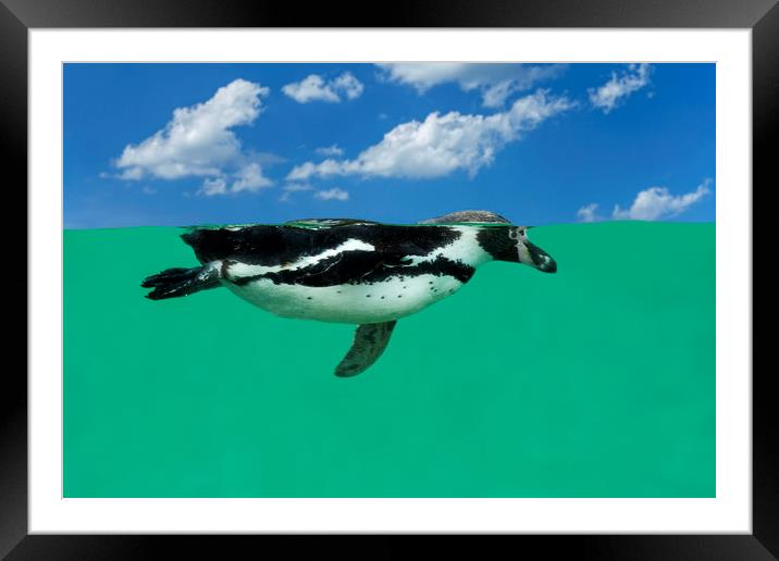 Humboldt Penguin Framed Mounted Print by Arterra 