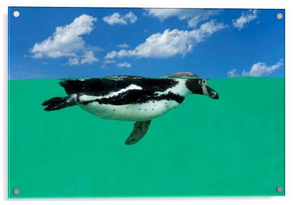 Humboldt Penguin Acrylic by Arterra 