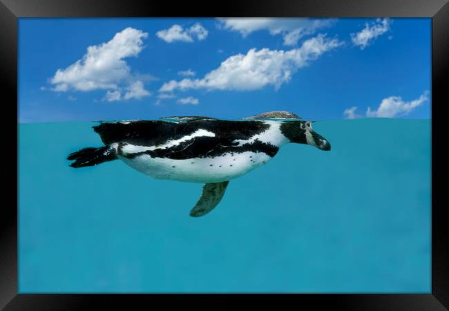 Swimming Penguin Framed Print by Arterra 