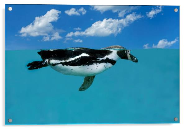 Swimming Penguin Acrylic by Arterra 