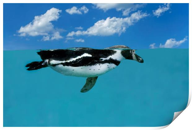 Swimming Penguin Print by Arterra 