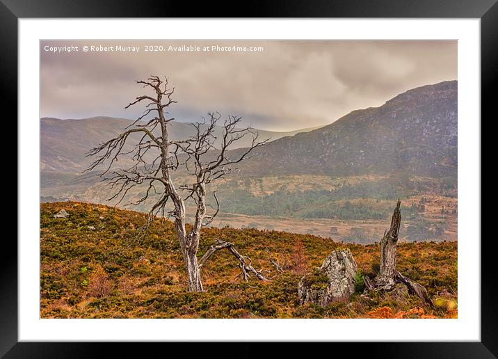 Dead Trees in the Highlands Framed Mounted Print by Robert Murray