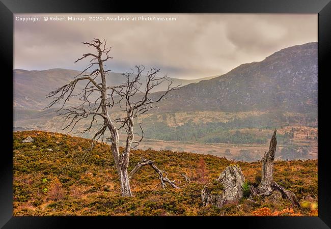 Dead Trees in the Highlands Framed Print by Robert Murray